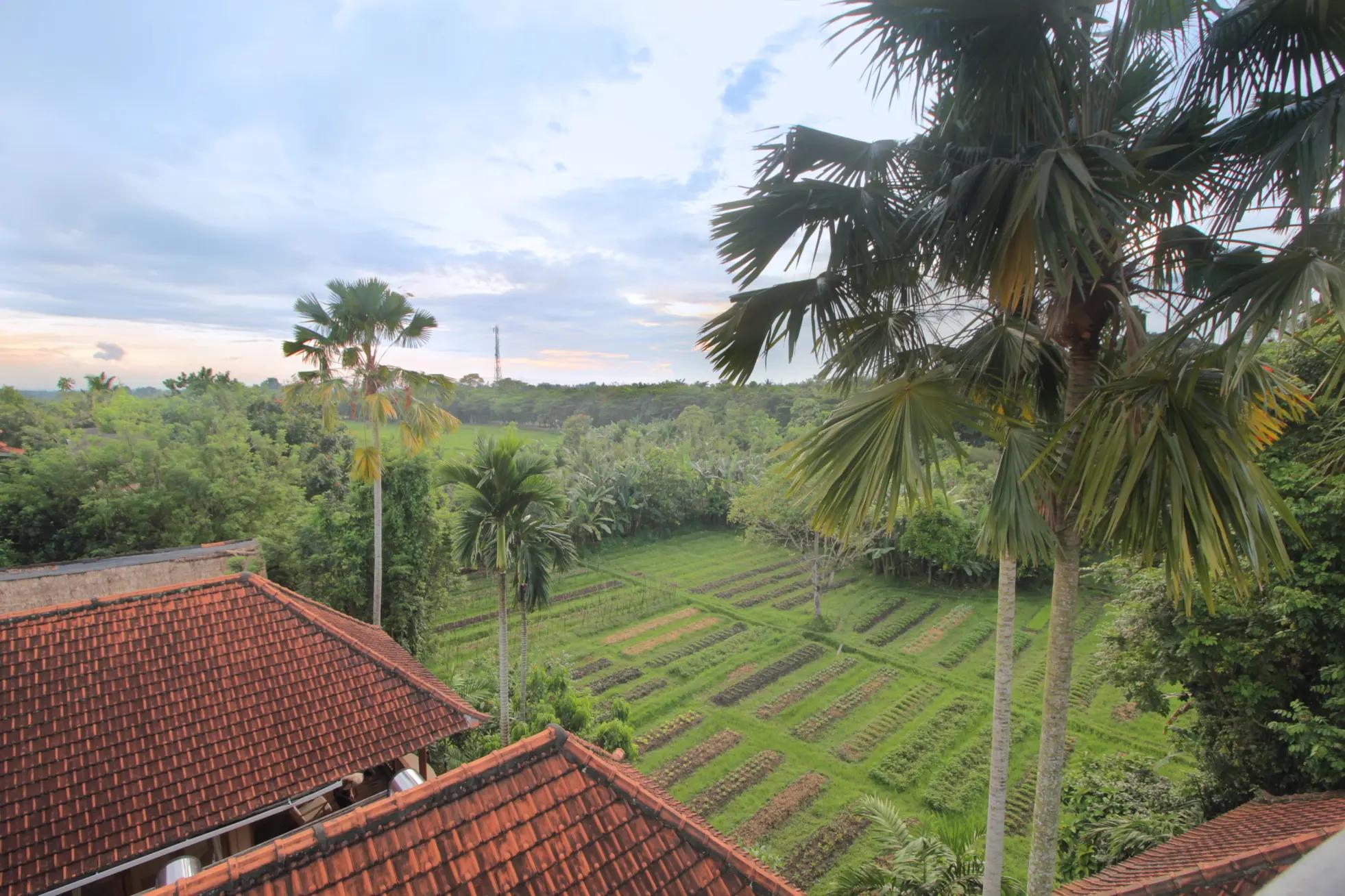 organic garden view