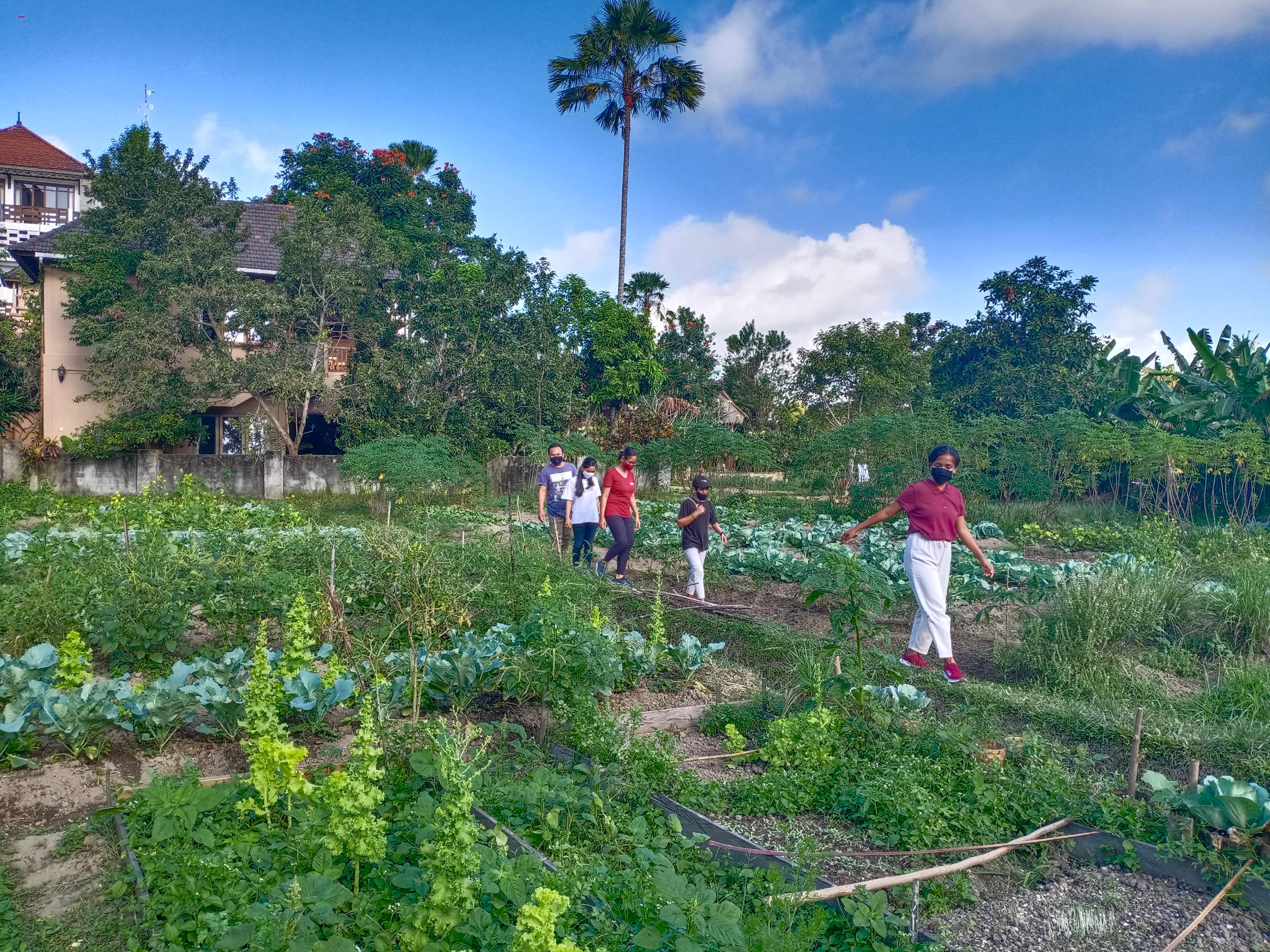 organic garden