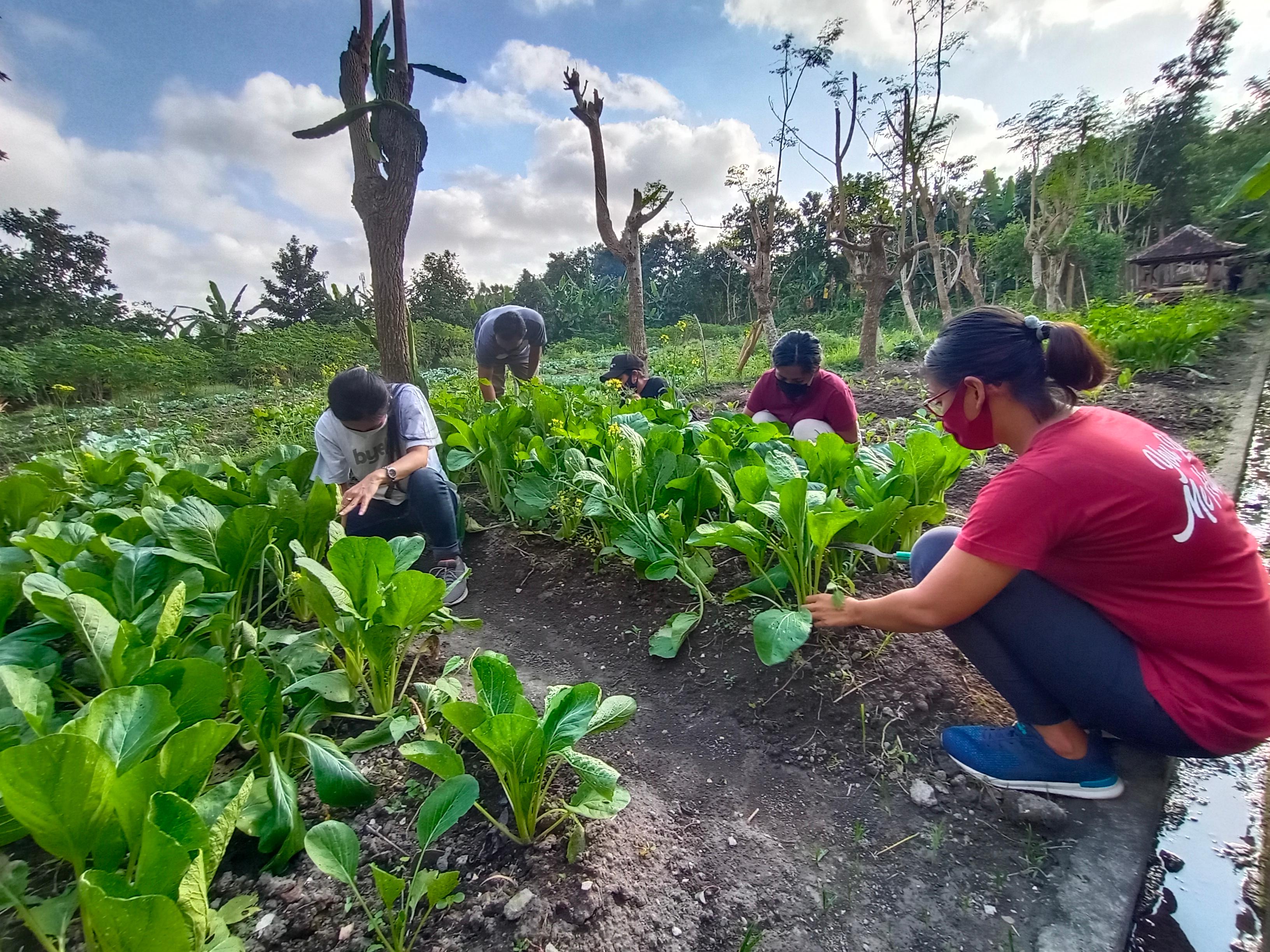 organic garden